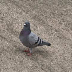 Columba livia at Lyneham, ACT - 3 Oct 2018