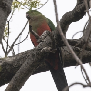 Alisterus scapularis at Lyneham, ACT - 3 Oct 2018