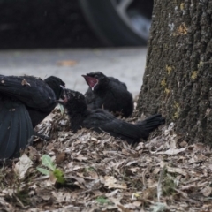 Corcorax melanorhamphos (White-winged Chough) at Lyneham, ACT - 3 Oct 2018 by Alison Milton