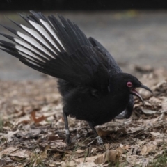 Corcorax melanorhamphos at Lyneham, ACT - 3 Oct 2018