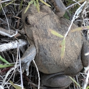 Limnodynastes dumerilii at Sutton, NSW - 30 Sep 2018