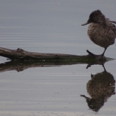 Stictonetta naevosa (Freckled Duck) at Fyshwick, ACT - 3 Oct 2018 by roymcd