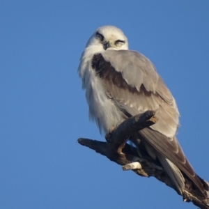 Elanus axillaris at Fyshwick, ACT - 2 Oct 2018