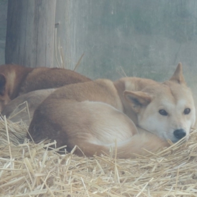 Canis lupus (Dingo / Wild Dog) at Molonglo Valley, ACT - 28 Jul 2015 by MichaelBedingfield