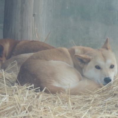 Canis lupus (Dingo / Wild Dog) at Molonglo Valley, ACT - 28 Jul 2015 by michaelb