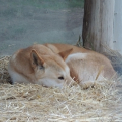 Canis lupus at Molonglo Valley, ACT - 28 Jul 2015 04:26 PM