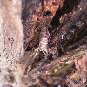 Oiketicus sp. (genus) at Michelago, NSW - 17 Sep 2018 04:58 PM