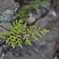 Cheilanthes austrotenuifolia (Rock Fern) at Griffith, ACT - 3 Feb 2018 by ianandlibby1