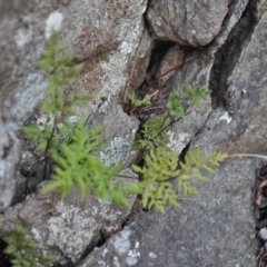 Cheilanthes austrotenuifolia at Griffith, ACT - 3 Feb 2018 12:00 AM