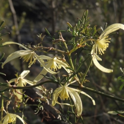 Clematis leptophylla (Small-leaf Clematis, Old Man's Beard) at Bullen Range - 22 Sep 2018 by michaelb