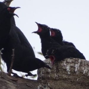 Corcorax melanorhamphos at Red Hill, ACT - 4 Oct 2018