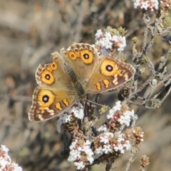 Junonia villida (Meadow Argus) at Theodore, ACT - 10 Sep 2018 by owenh
