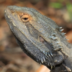 Pogona barbata (Eastern Bearded Dragon) at Acton, ACT - 2 Oct 2018 by TimL