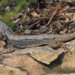 Pogona barbata at Acton, ACT - suppressed