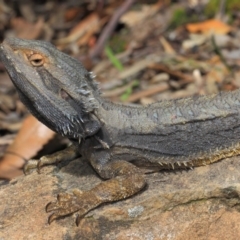 Pogona barbata at Acton, ACT - suppressed