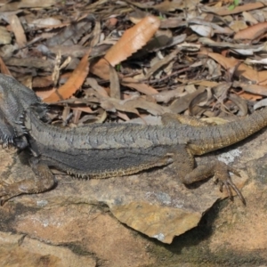 Pogona barbata at Acton, ACT - suppressed