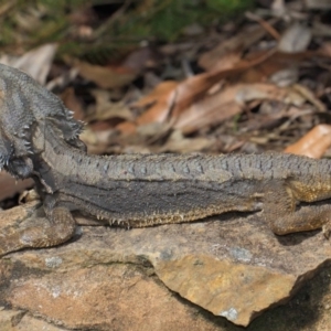 Pogona barbata at Acton, ACT - suppressed