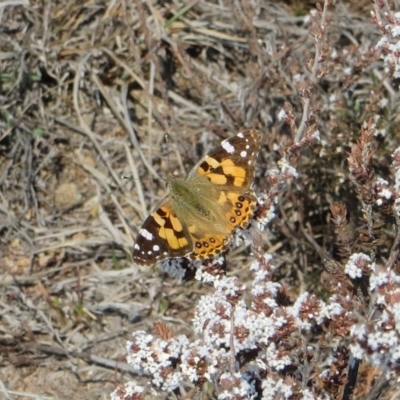 Vanessa kershawi (Australian Painted Lady) at Theodore, ACT - 10 Sep 2018 by owenh