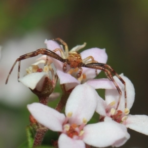 Australomisidia sp. (genus) at Acton, ACT - 2 Oct 2018