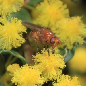 Lauxaniidae (family) at Acton, ACT - 2 Oct 2018 12:35 PM