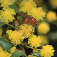 Lauxaniidae (family) at Acton, ACT - 2 Oct 2018