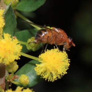 Lauxaniidae (family) at Acton, ACT - 2 Oct 2018 12:35 PM