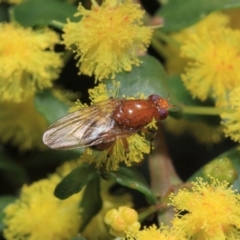 Lauxaniidae (family) at Acton, ACT - 2 Oct 2018 12:35 PM