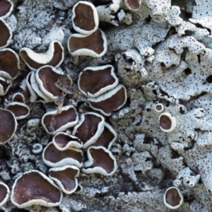 Parmeliaceae (family) at Uriarra, ACT - 13 Sep 2018