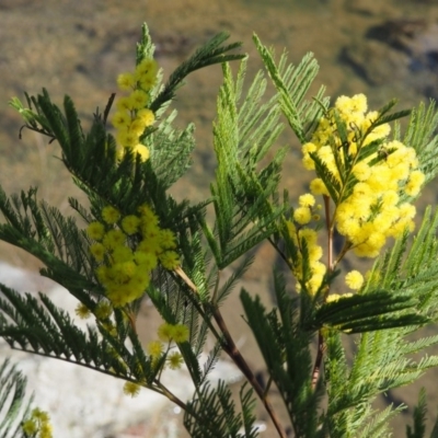 Acacia decurrens (Green Wattle) at Paddys River, ACT - 21 Sep 2018 by KenT