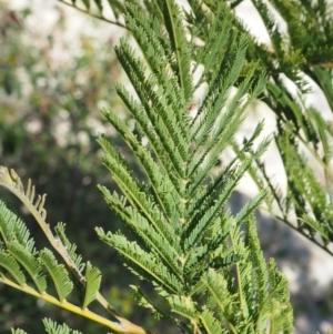 Acacia decurrens at Paddys River, ACT - 21 Sep 2018 12:43 PM