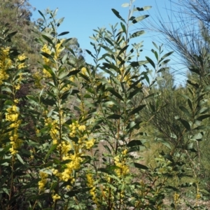 Acacia rubida at Paddys River, ACT - 21 Sep 2018