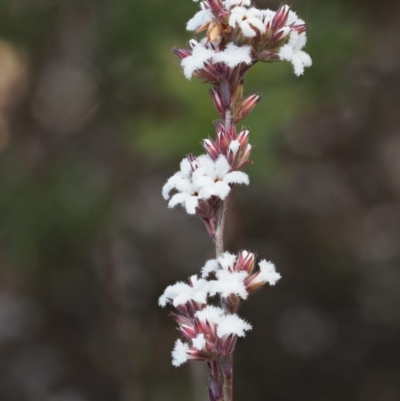 Leucopogon microphyllus var. pilibundus (Hairy Beard Heath) at Tennent, ACT - 10 Sep 2018 by KenT