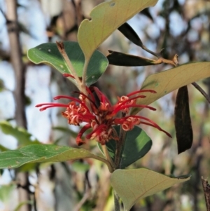 Grevillea oxyantha subsp. oxyantha at Tennent, ACT - 10 Sep 2018