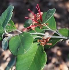 Grevillea oxyantha subsp. oxyantha at Tennent, ACT - 10 Sep 2018