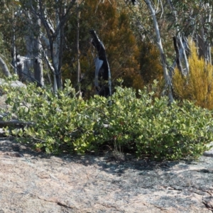 Grevillea oxyantha subsp. oxyantha at Tennent, ACT - 10 Sep 2018