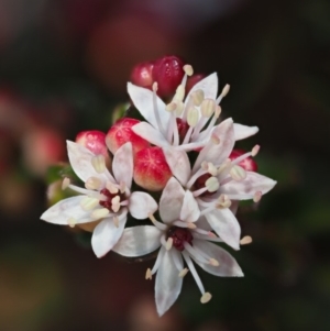 Leionema lamprophyllum subsp. obovatum at Tennent, ACT - 10 Sep 2018