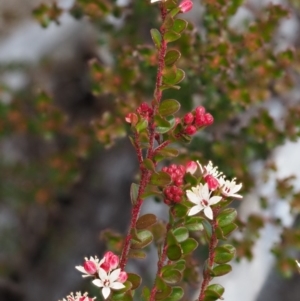 Leionema lamprophyllum subsp. obovatum at Tennent, ACT - suppressed