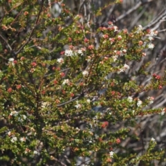 Leionema lamprophyllum subsp. obovatum at Tennent, ACT - suppressed