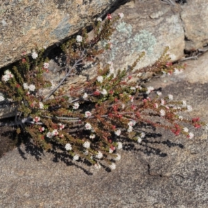 Leionema lamprophyllum subsp. obovatum at Tennent, ACT - suppressed