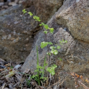 Adiantum aethiopicum at Cotter River, ACT - 2 Oct 2018