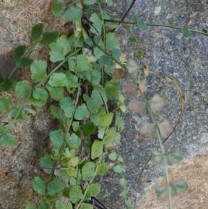 Asplenium flabellifolium at Cotter River, ACT - 2 Oct 2018