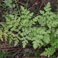 Cheilanthes austrotenuifolia (Rock Fern) at Lower Cotter Catchment - 1 Oct 2018 by KenT