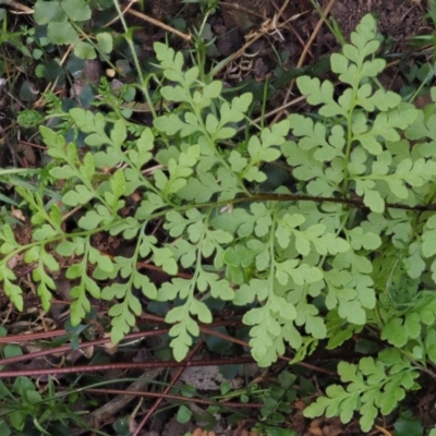 Cheilanthes austrotenuifolia (Rock Fern) at Lower Cotter Catchment - 1 Oct 2018 by KenT