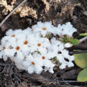 Leucopogon virgatus at Cotter River, ACT - 2 Oct 2018 11:45 AM