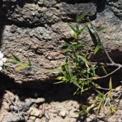 Leucopogon virgatus at Cotter River, ACT - 2 Oct 2018 11:45 AM