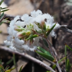 Leucopogon virgatus at Cotter River, ACT - 2 Oct 2018 11:45 AM