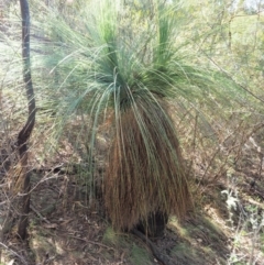 Xanthorrhoea glauca subsp. angustifolia (Grey Grass-tree) at Cotter River, ACT - 1 Oct 2018 by KenT