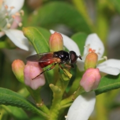 Psilota rubra (Red-tailed hoverfly) at ANBG - 2 Oct 2018 by TimL