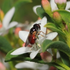 Psilota rubra at Acton, ACT - 2 Oct 2018 01:30 PM