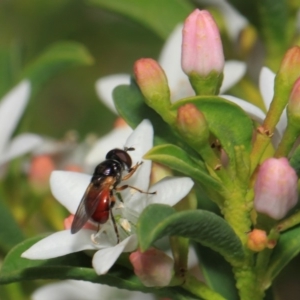 Psilota rubra at Acton, ACT - 2 Oct 2018 01:30 PM